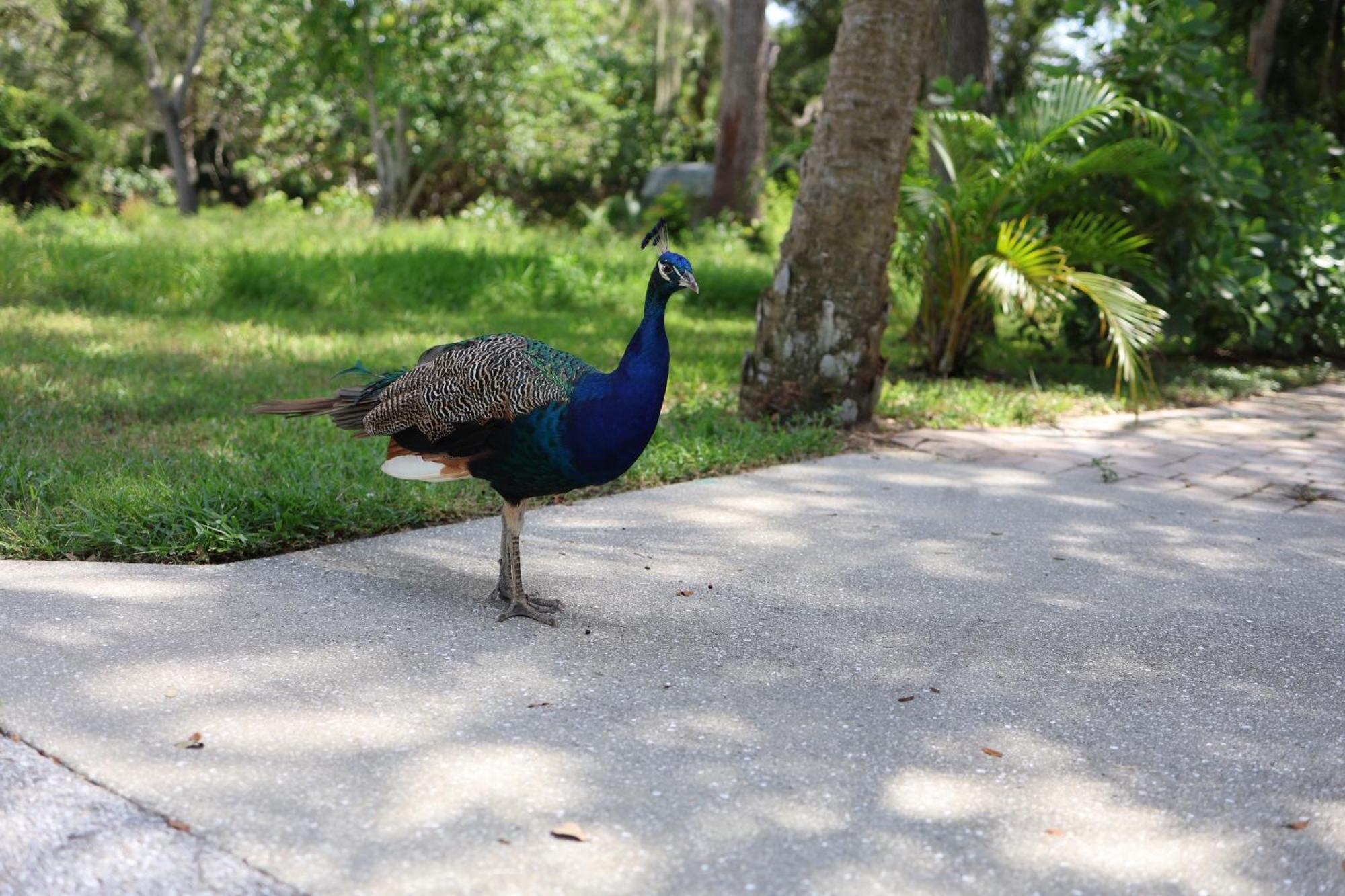 Key West Style-Livin' Villa Sarasota Bagian luar foto