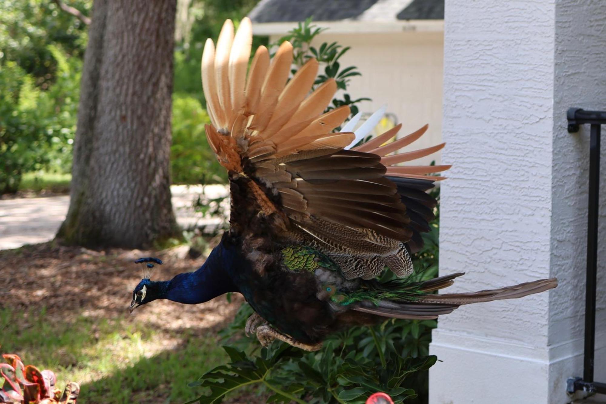 Key West Style-Livin' Villa Sarasota Bagian luar foto