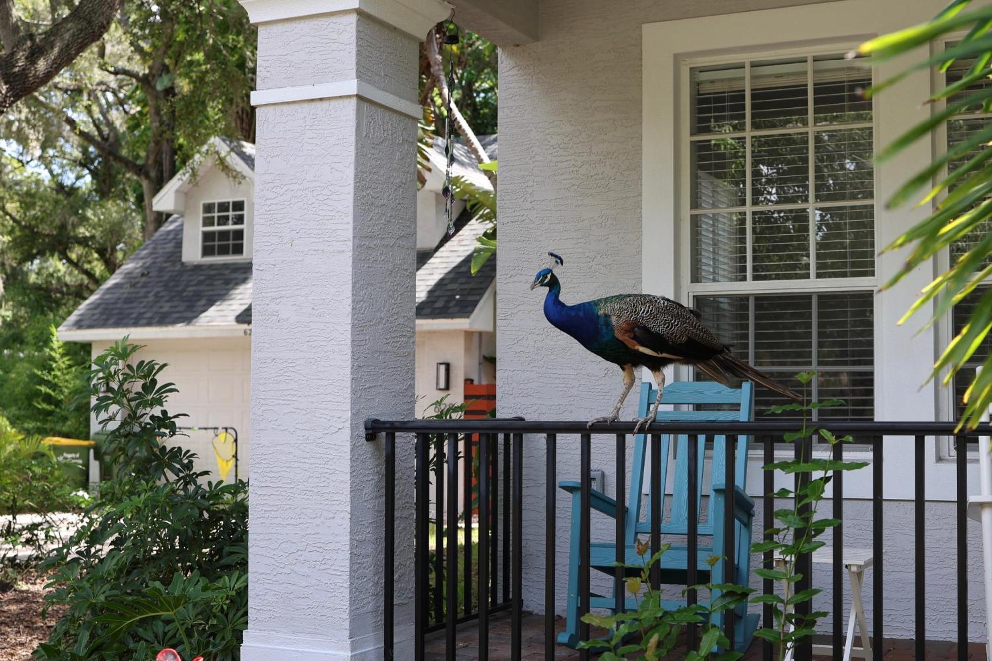 Key West Style-Livin' Villa Sarasota Bagian luar foto